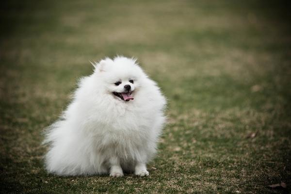 ​家里动物死了什么预兆