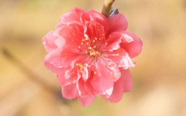 卧室风水如何催旺桃花