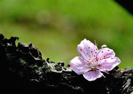 招烂桃花的风水