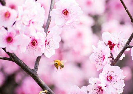 家居风水桃花位在哪